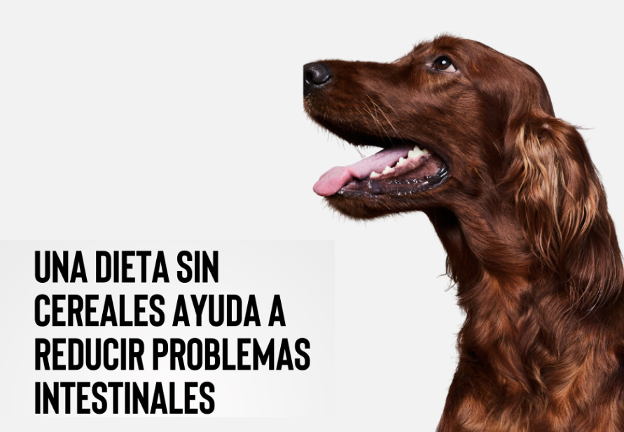 pienso para perros sin cereales